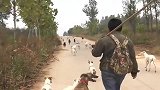 村长又要上山抓兔子了，家里的猎犬全体出动，这阵势看着真猛！
