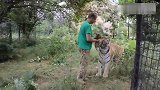 饲养员把四只小老虎拿出来，虎妈妈的表现超温顺!