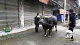 路过这里发现有一头小牛脖子带着一小串小辣椒，怎么解释