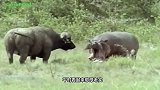 犀牛一个顶角将水牛掀翻，水牛瞬间怒了，爬起来就是干