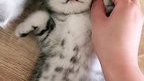猫妈妈主人又在打扰我睡觉了，快帮我挠他！