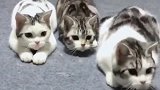 会踩节奏的猫咪：中间的，你超速了
