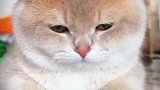 神奇动物猫咪的迷惑行为