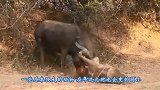 年迈狮子被逐出狮群，最后一次捕猎被野牛无情蹂躏，镜头记录全程