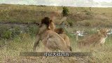 雄狮的尊严何在？居然被一群母狮撕咬，只能大叫却不敢反抗！