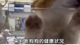 去宠物店应该如何挑狗