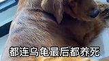今天铲屎官说的话有深意，你品，你细细的品