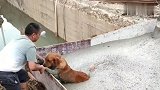 猫咪：想当年差点冻成狗，现在的生活比以前好多了