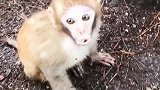 小猴子宝宝太小了还不会爬树，这一幕看着也太搞笑了！