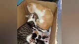 公猫无微不至地照顾刚生产的母猫和小奶猫，画面好温馨