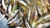 小鱼仔呢你们要怎么吃？