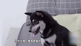 动物圈的问号脸见过爱照镜子的动物，没见过爱照镜子、还会做瑜伽