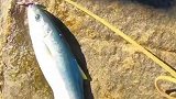 这个钓点咋样，都说风浪越大鱼越大