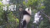 大熊猫国宝，有妈妈在真好，全国都把你当国宝就你不把自己当回事