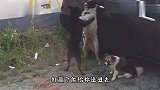 卖我小香猪那老板，你出来咱俩聊聊，我现在就差买把粉条了