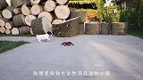全村狗子聚集，莫非有大事发生？路人：路过的我看这场面慌得一比