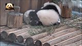 熊猫宝宝被小姐妹牢牢压制住，不得动弹，委屈巴巴的：谁来救救我