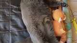 猫长得太快了，床又小了