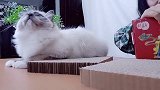 买年货一定不要忘了我家小猫咪，年味十足的猫抓板，大吉好喜欢