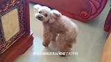 铲屎官说小泰迪是聪明的狗狗，猜猜却以为自己是超级笨蛋，总犯错