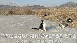 猫知识：你知道公猫会发情吗？