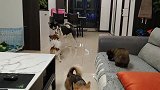 二哈非要犯贱调戏小母狗，结果被小母狗龇牙咧嘴一通咬，二哈秒怂