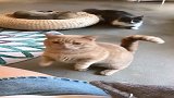 猫咪怕是成精了，居然会拜年，小爪子真好玩！