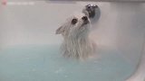 超可爱！小博美犬的美容历程，这也太萌了！