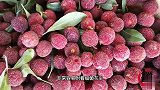 杨梅里的小白虫真的能吃老果农：教你一招，杨梅干净又快，实用