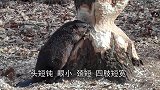 看河狸啃树比啄木鸟厉害，啃树就像是在吃麻饼的感觉