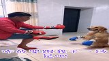 主人和狗狗打拳击比赛，这主人穿的也真是不敢恭维，怪不得输了