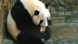 大熊猫看到自己的孩子，一脸的温柔溺爱