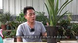 兰花新芽粗壮就是不拔高？或许是出现了“失敏”症状