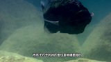 找不到妈妈，小狮子急得快哭了，母子相拥瞬间，让人感动！