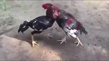 农村斗鸡比赛，只需一招，一脚致胜