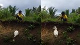 谢谢你鸭！菲律宾一男孩鞋子掉泥里 热心鸭子艰难爬坡帮忙捡回