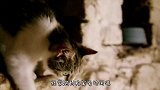 6只母鸡围殴猫咪，下一秒猫咪的无赖举动，让人笑得肚子疼！
