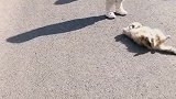 萌娃版三英战吕布，这三英的输出全靠吼，猫“吕布”只求抚摸