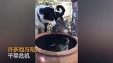 考拉闯民宅避难 和狗狗分享一盆水画面十分和谐！