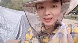 青海老养蜂人带我抓蜂王，光手把蜂王关起来，妹子看的头皮发麻