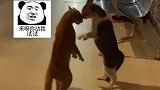 两只猫咪街头吵架对峙，别拍了你给上去劝劝