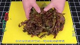 香椿炒蛋焯水还是不焯水？大厨教你最正确的做法，一大盘都不够吃