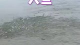 作为钓鱼人第一次见这种情况