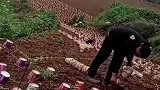 万亩泡面，涨见识了