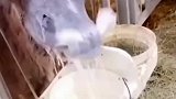 奶牛喝牛奶，这是要自给自足，太搞笑了