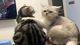 狸花猫：你身上有它的香水味