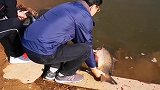 今天跟朋友一起买了一些大鱼去水库放流。