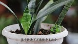 养虎皮兰，有几种肥是虎皮兰最爱的，补一次能用好久