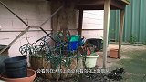 鸟窝大部分都是露天的，如果遇到下大雨的天气，这些鸟怎么办？