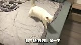 猫咪：有了我还要什么女朋友，快跟我回去睡觉